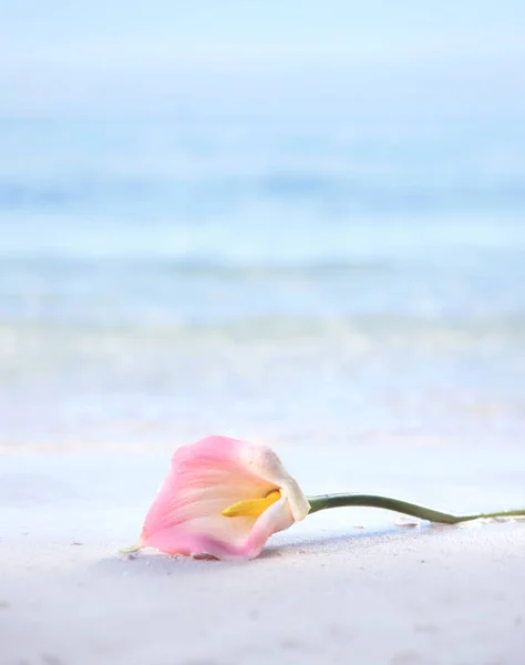 美丽的花朵躺在潮湿的热带沙滩上 — 图库照片