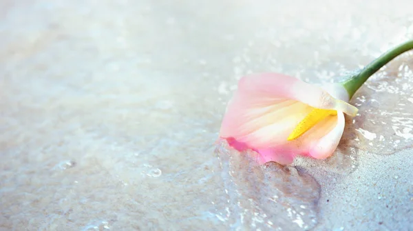 Schöne Blume Auf Dem Nassen Tropischen Sand Liegend — Stockfoto