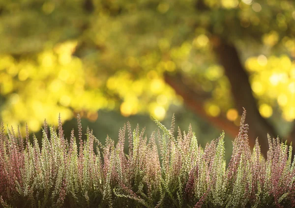 Heather Flowers Growing Autumn Meadow — Stock Photo, Image