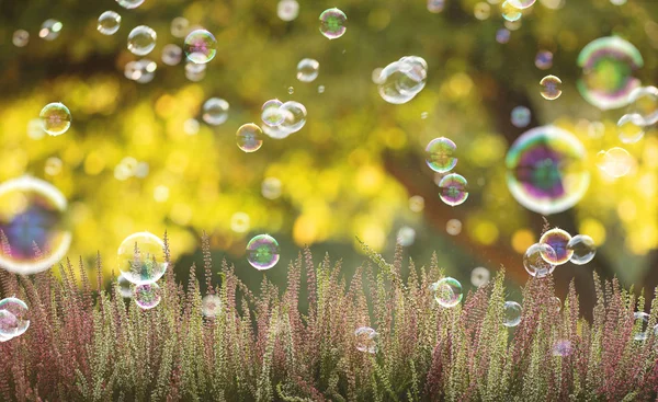 Létání Nad Žíhané Květy Světle Mýdlové Bubliny — Stock fotografie