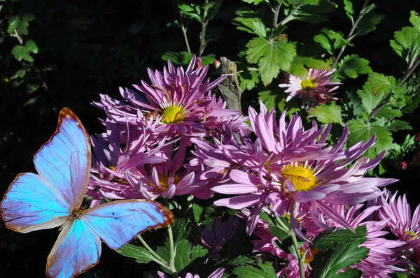 pink chrysanthemum and blue butterfly in garden of autumn