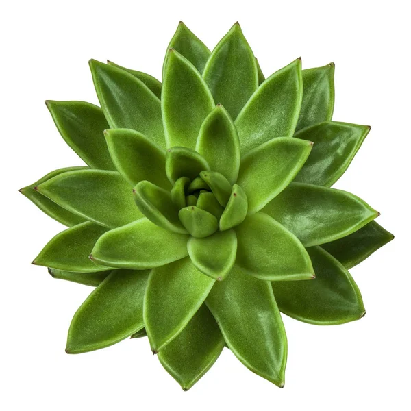 Суккулентное растение эховерия, вид сверху, изолированный на белом фоне — стоковое фото