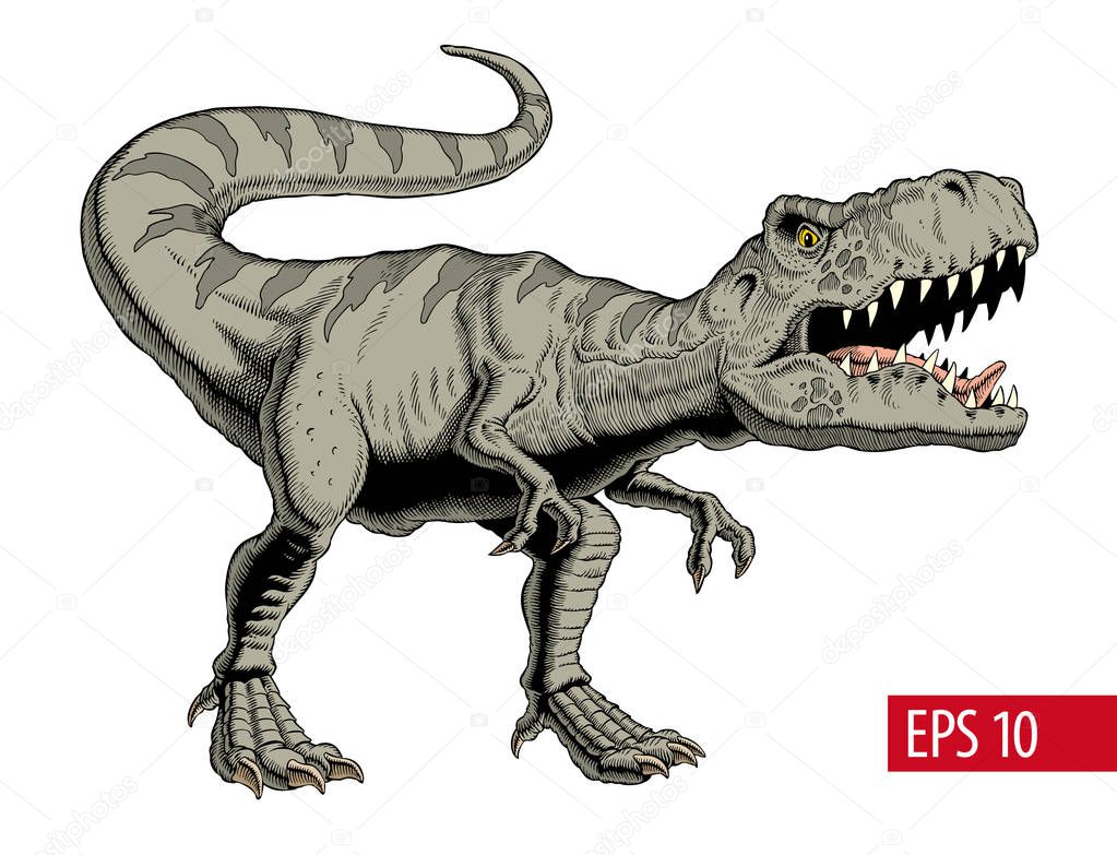 Tyrannosaurus rex or t rex dinosaur isolated on white. Vector illustration.