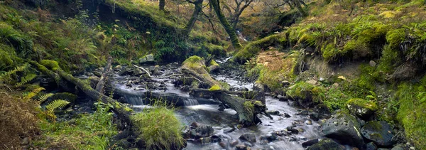 Proudu Národním Parku Moss Stromy Kameny Mechem Lesní Potok Podzim — Stock fotografie