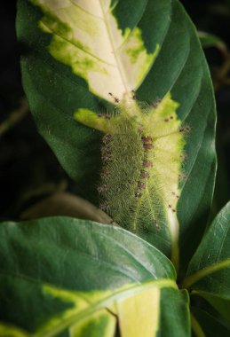Yeşil yaprak üzerinde ortak şatafatlı Baron kelebek (Euthalia lubentina) Caterpillar