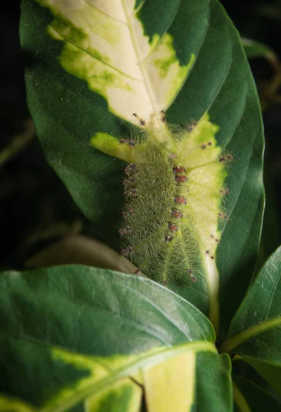 Közös Cifra Báró Pillangó Euthalia Lubentina Zöld Levél Caterpillar — Stock Fotó