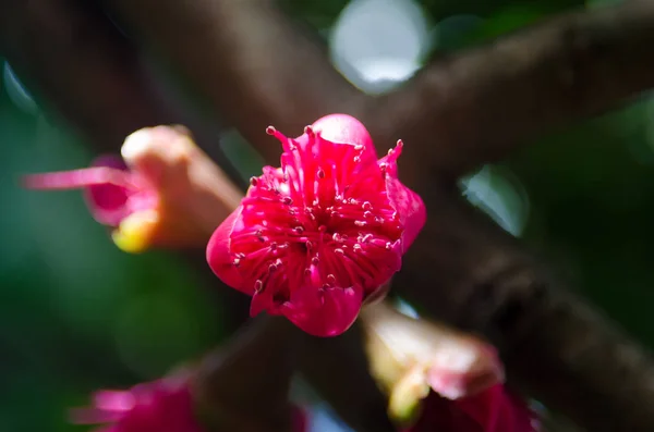 Fiore Mela Rosa Malese Syzygium Malaccense — Foto Stock