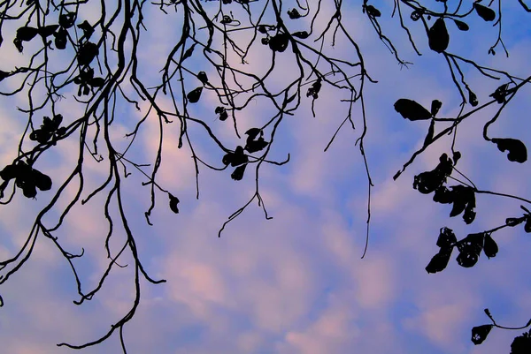 Bel Arbre Silhouette Avec Des Nuages Vibrants Effet Lumière Couchant — Photo