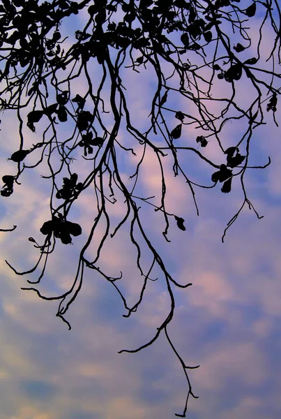 Bel Arbre Silhouette Avec Des Nuages Vibrants Effet Lumière Couchant — Photo