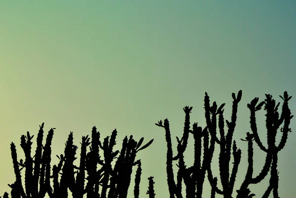 Silhouette Árvore Cacto Com Céu Cor Verde — Fotografia de Stock