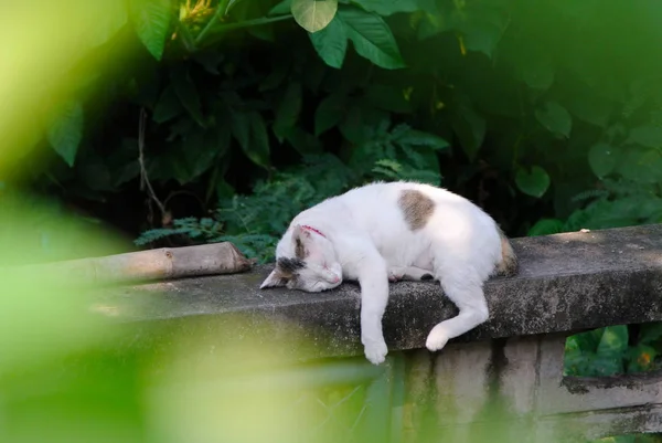 Katzenschlaf Auf Zaun Mit Laubvordergrund — Stockfoto