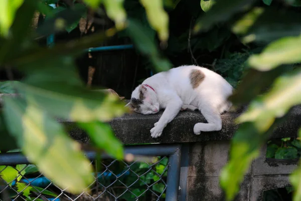 Кошка Спит Заборе Передним Листом — стоковое фото