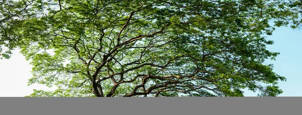 Pěkný Zelený List Korunách Stromů Panorama Zastřelil — Stock fotografie