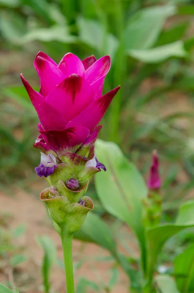 Hermosa Flor Tulipán Rosa Tailandia Siam Tulip Hoja Verde Jardín —  Fotos de Stock