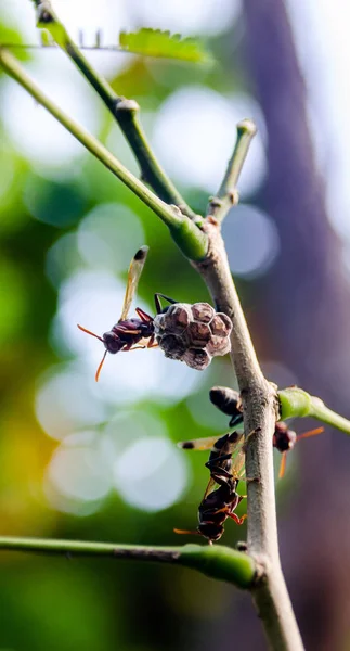 Hornests Membangun Sarang Pohon — Stok Foto