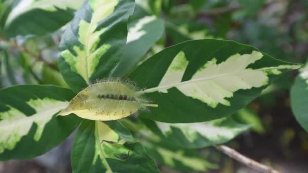 20170812 Caterpillar Common Gaudy Baron Butterfly — Stock Video