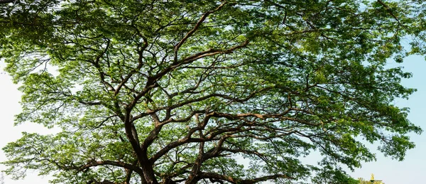 Bonita Hoja Verde Dosel Árbol Panorama Tiro —  Fotos de Stock