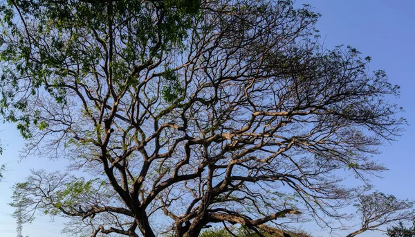 Szép Őszi Levél Mennyezet Panoráma Shot — Stock Fotó