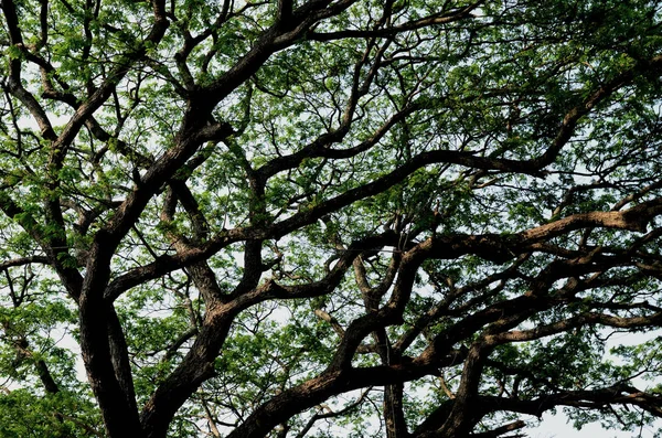 Pěkný Zelený Baldachýn List Strom — Stock fotografie