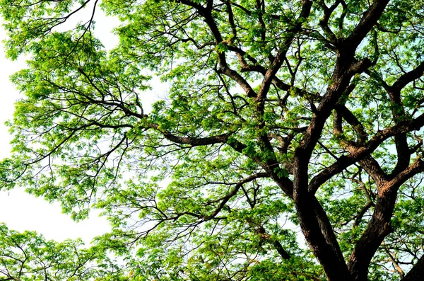 Folha Verde Agradável Dossel Árvore — Fotografia de Stock