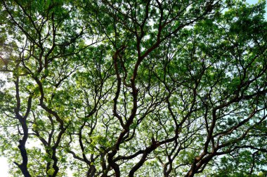 Güzel yeşil yaprak ve ağaç gölgelik, Panorama atış
