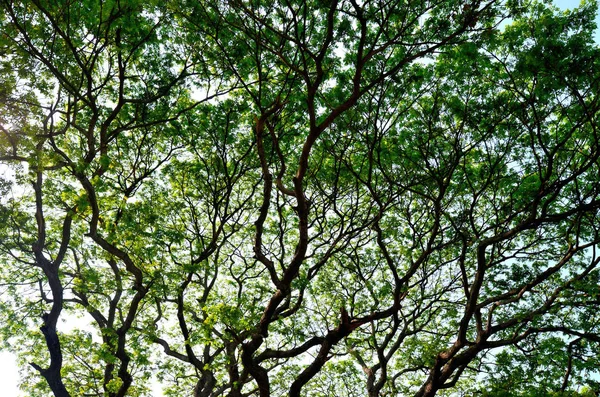 Güzel yeşil yaprak ve ağaç gölgelik, Panorama atış