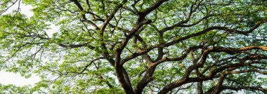 Güzel yeşil yaprak ve ağaç gölgelik, Panorama atış