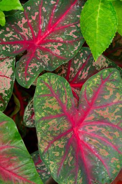 Caladium yaprak, tropikal bitki