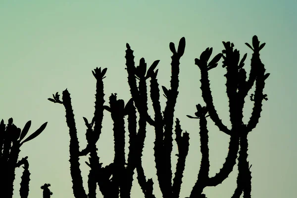Silueta Cactus Con Fondo Cielo Gree —  Fotos de Stock
