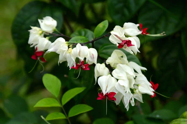 Söt Blomma Trädgården — Stockfoto