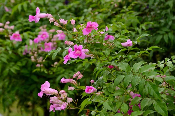 Glück Blume Blühen Feld Podranea Ricasoliana — Stockfoto