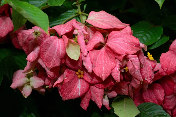 Fleur Dona Luze Mussaenda Philippinica — Photo