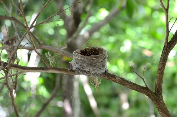 Leeres Vogelnest Auf Baum — Stockfoto