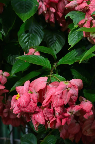 Dona Luze Flower Garden Mussaenda Philippinica — Stock Photo, Image