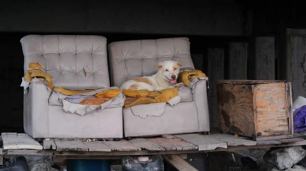 Perro Callejero Sillón Daño Estructura Bajo — Foto de Stock