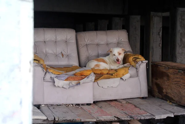 Perro Callejero Sillón Daño Estructura Bajo — Foto de Stock