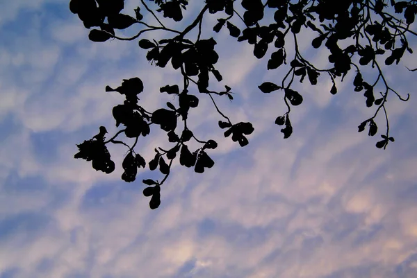 Silueta Tronco Árbol Con Cielo Dramático — Foto de Stock