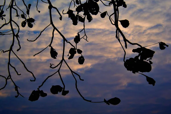 Fin Natur Bakgrund Närbild Träd Gren Siluett Med Dramatisk Himmel — Stockfoto