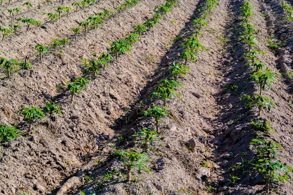 Tapioca Plantação Árvores Fazenda Tailândia — Fotografia de Stock