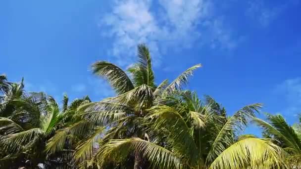 Movimiento Del Árbol Coco Por Viento — Vídeos de Stock