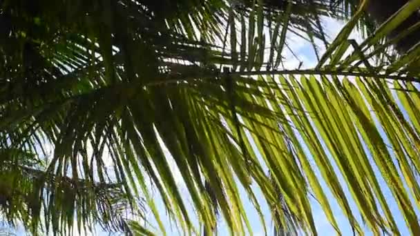 Kokosnussbaum Bewegt Sich Mit Sonne — Stockvideo