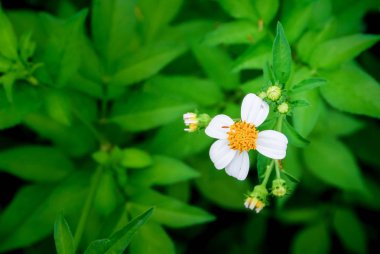 Üstten görünüm, güzel beyaz çiçek