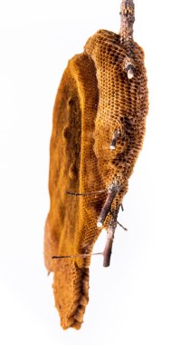 Hoenycomb kadar yakın ve izole