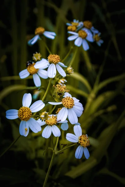 フィールド ヴィンテージ色スタイルの素敵な小さな花 — ストック写真