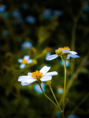 Güzel küçük çiçek alanında, Vintage renk stili