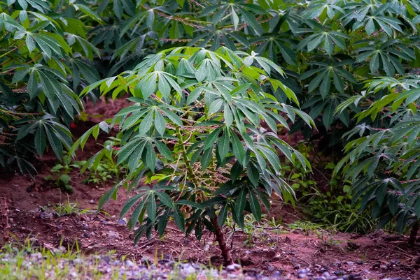 Árbol Mandioca Con Gota Lluvia Agricultura Tailandia —  Fotos de Stock