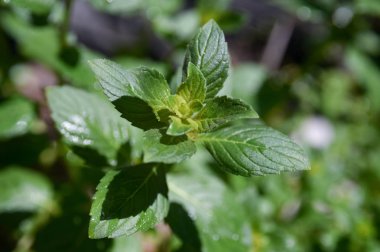 Nane fabrikayı kapatmak atış, organik sebze