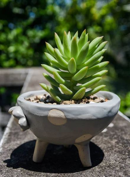 Schöner Kaktus Irdenen Blumentopf Kleiner Garten — Stockfoto