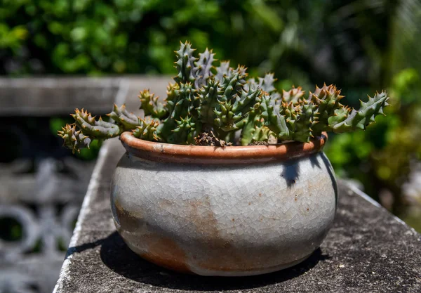 Ładne Kaktus Ceramika Doniczka Mały Ogród — Zdjęcie stockowe