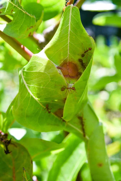 Ants make ant nest by green leaf on tree, Close up shot